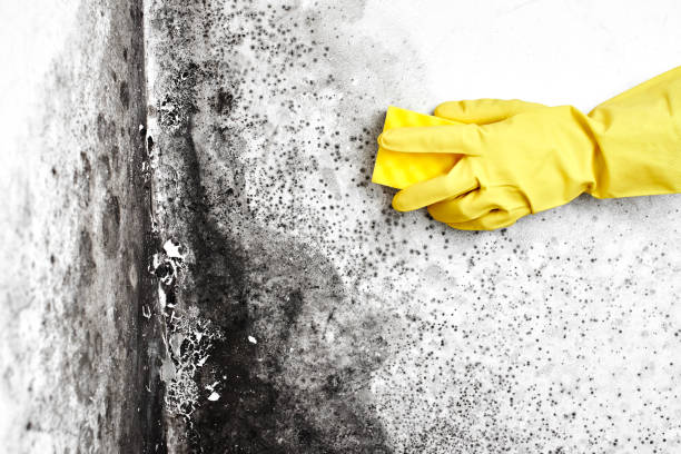 Best Local Mold Removal Service  in Carbondale, IL