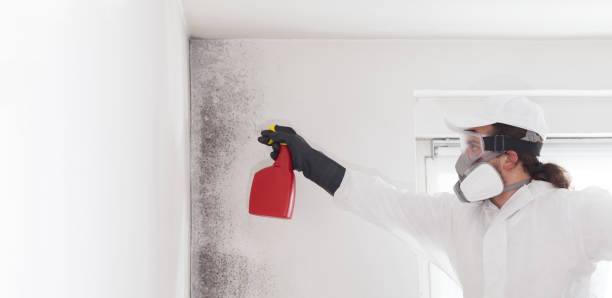 Best Mold Damage Repair  in Carbondale, IL