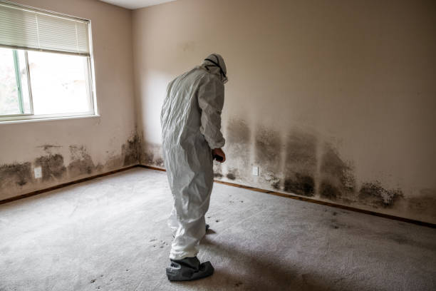 Best Fast Mold Removal  in Carbondale, IL