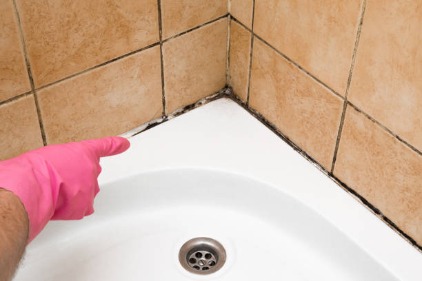 Best Toxic Mold Removal  in Carbondale, IL